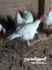  1 اناثي حبش نخب اول العدد 7