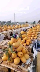  1 Pakistani fresh mangoes sindri coming soon inshallah