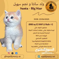  4 High-level British Shorthair kittens with pedigree