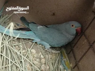  6 انثاي دره فايلوت أزرق
