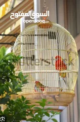  2 Golden Parrot cage