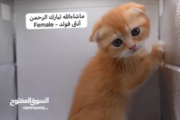  16 سكوتش كيتن فولد وستريت الوان مميزه ليلك ومشمشي وغيرها 15 كيتن