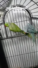  6 جوز دره طيرة زرقه متكلمه وموالفه وفحلها أخضر بداية كلام  او للبدل