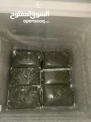  6 ملوخيه وورق عنب وفول وفاصوليا وسبانخ وخضار فروزن
