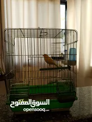  3 روز وكنار مع قفصين كلهم ب 25 مع توصيل مجاني لعمان ومادبا