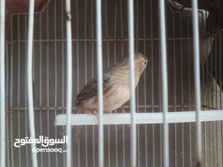  2 دكر كناري اغات