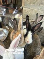  9 ارانب  عماني وتهجين وهولندي