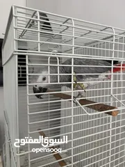  3 ببغاء كاسكو للبيع لعدم التفرغ