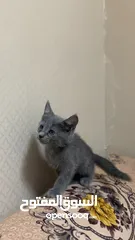  1 قط شيزاري صغير
