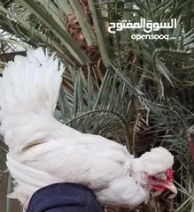  2 دجاج ترثه كويتي