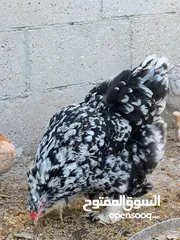  4 جاج لوهمان + بلدي بياض للبيع