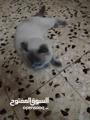  1 تفاصيل البسه ذكر وانثى اسمهم ثلاثه ومطعمات وكل شيء