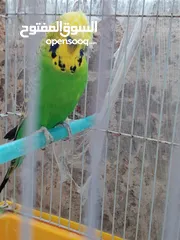  3 ذكور حب للبيع