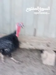  3 ديك حبش للبيع