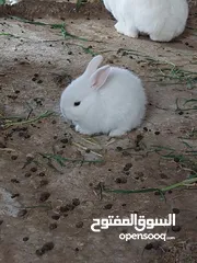  3 ارانب مميزه حجم صغير