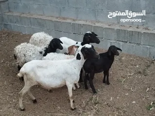  4 حلال للبيع