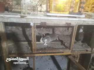  4 ارانب للبيع  كوم 8 حبات عمرهم شهرين ونص للتواصل  ع الواتس اب