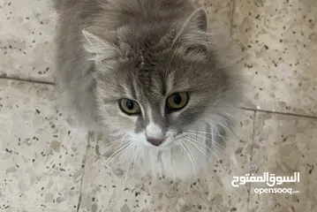  6 قطة شانشيلا مهجن انثى