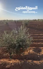  5 ارض في مادبا للبيع
