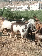  1 للبيع تيس كفاله هداد ولحم