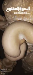  21 فطر محاري بلدي