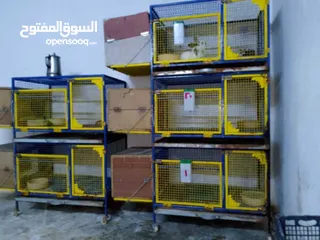  1 قفص بنفع للارانب والحمام
