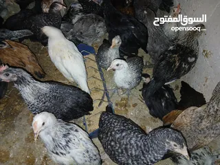  6 فرخات عمر 3 شهور وشهرين ونص