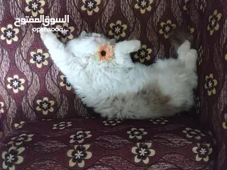  5 قط للبيع  اليف