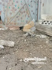  8 طقم براهمي