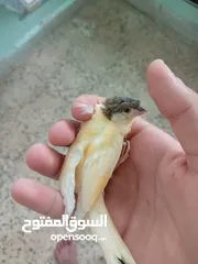  21 اقرى الوصف