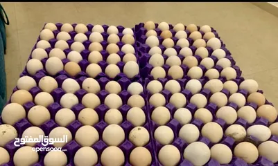  4 بيض بلدي بيتي طازج / organic daily fresh eggs
