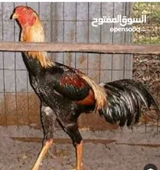  2 ديوك هندي بيور