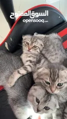  2 ثلاث قطط للبيع النوع سكوتش فولد السعر 50