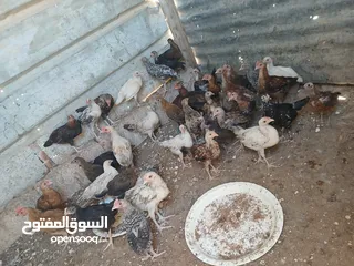  1 45 حبه بلديات فراخ ترقيد مش فقاسة وعلفهن شعير ونخاله حبات مقنوي صحه ونضافه صلاة النبي
