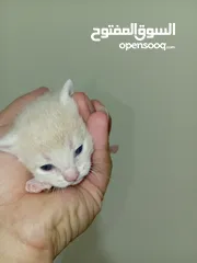  7 قطه و قط كتن كتنز بيبي القطه همالايا و صغيره شيرازي ابيض  و  سكوتش مع 7 اولاد و قنفذ و سلحفاه و بطه