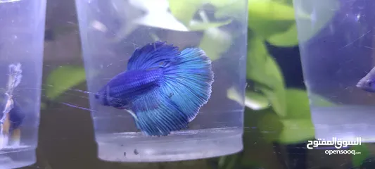  4 Homebreed Halfmoon Betta fish