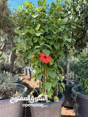  14 كافة أصناف اشجار الزينه