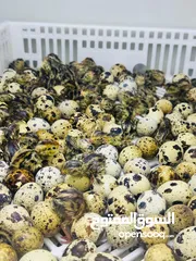  2 متوفر صوص فري سوبر جامبو عمر يومين - 3 أيام (الكمية محدوده)
