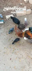  10 دجاج للبيع