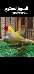  2 جوالدين فينش ريد هيد و يلو هيد