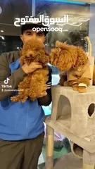  3 توي بودل متوفر ياسر الزعبي