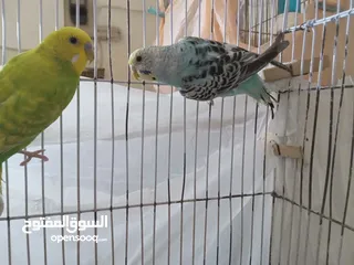  2 طيور للبيع النوع طيور الحب الأسترالي سعر الطائر الواحد 5 دنانير