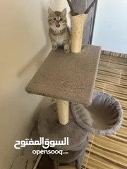  8 سكوتش تريبل فولد وستريت