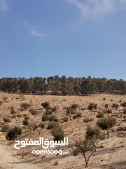  3 5 دنمات 300 متر عن شارع جرش عمان