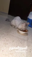  6 قطتين للبيع