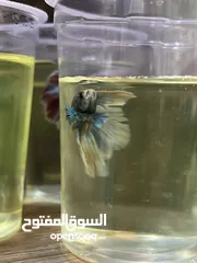  6 متوفر سمك فايتر هاف مون