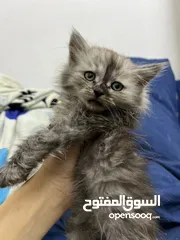  5 قطط شانشيلا عمرهم شهرين للبيع ب قطط شانشيلا عمرهم شهرين للبيع ب 25 الواحده 25 الواحده