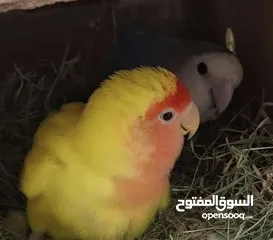  1 زوج روز منتج