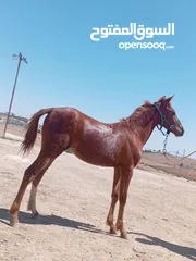  2 مهرة للبيع
