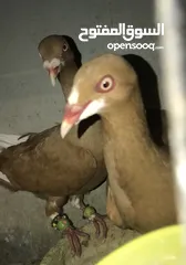  1 جوز ملحيات صفر  سعرهم 50